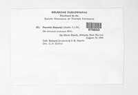 Puccinia absinthii image